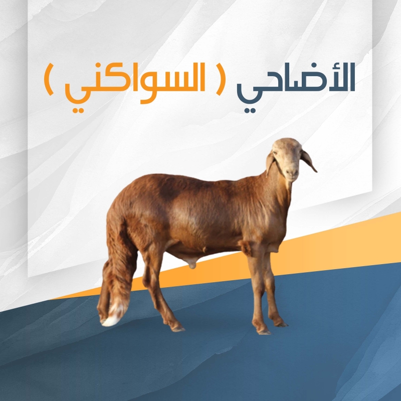 اضحية سواكني