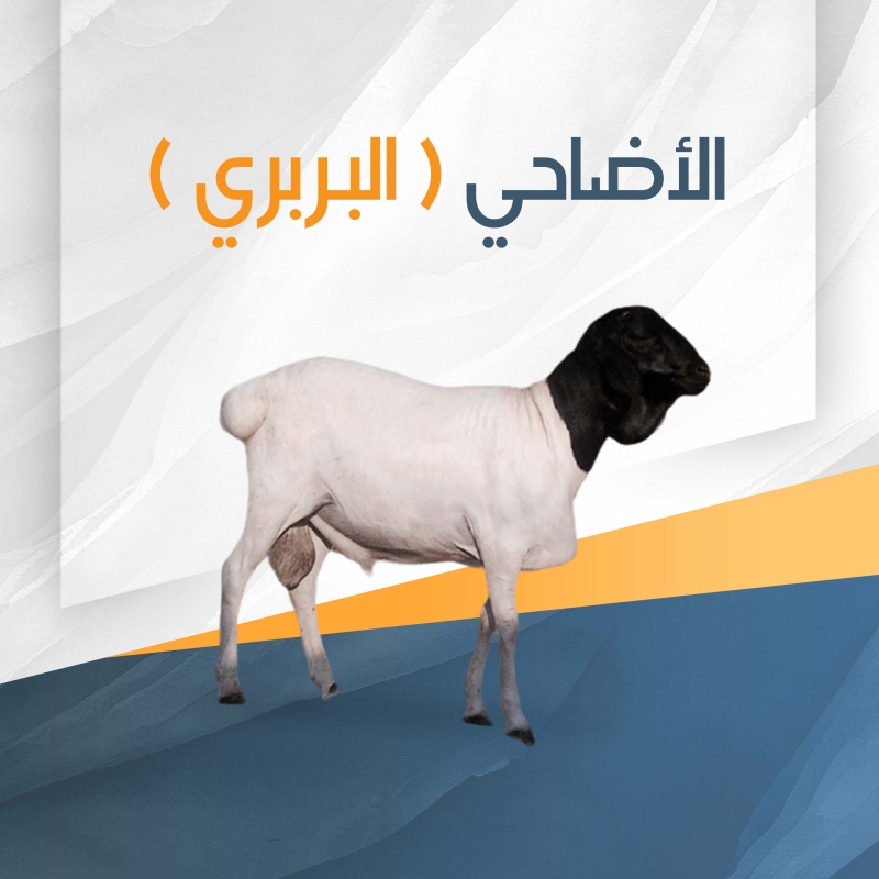 أضحية بربري